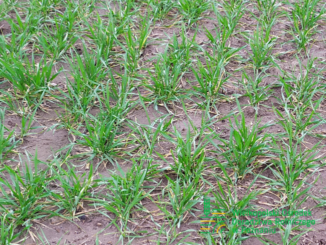 Zdjęcie 1. pszenicy ozimej DEBIAN z Top Farms na polu demonstracyjnym w Sielinku 02.03.2024