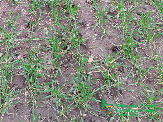Zdjęcie 2. pszenicy ozimej DEBIAN z Top Farms na polu demonstracyjnym w Sielinku 02.03.2024