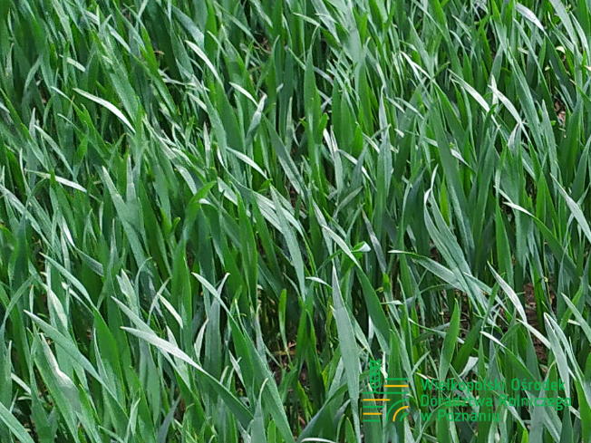 Zdjęcie 1. pszenicy ozimej DEBIAN z Top Farms na polu demonstracyjnym w Sielinku 10.04.2024