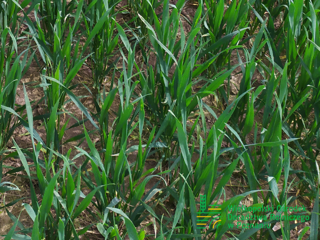 Zdjęcie 2. pszenicy ozimej DEBIAN z Top Farms na polu demonstracyjnym w Sielinku 10.04.2024