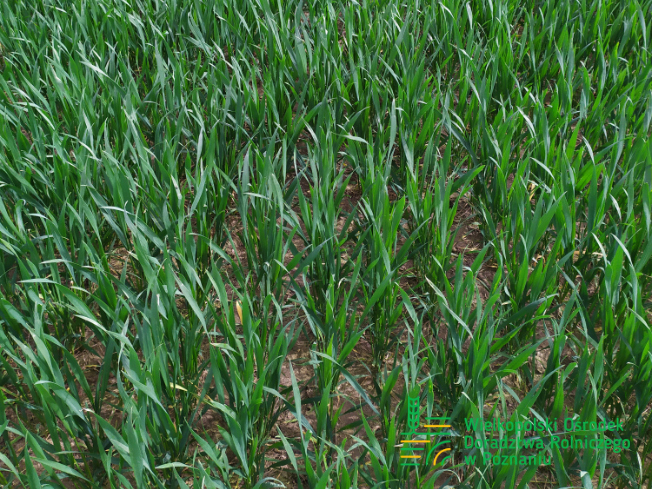 Zdjęcie 3. pszenicy ozimej DEBIAN z Top Farms na polu demonstracyjnym w Sielinku 10.04.2024