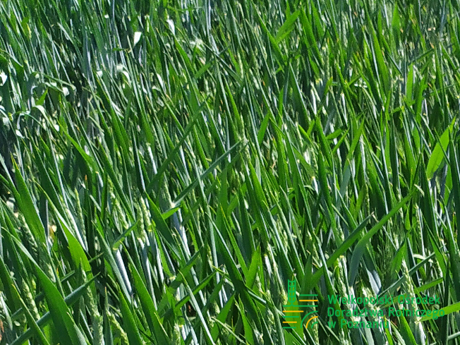 Zdjęcie 1. pszenicy ozimej DEBIAN z Top Farms na polu demonstracyjnym w Sielinku 17.05.2024