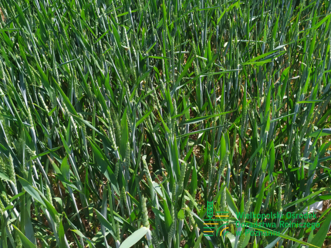 Zdjęcie 3. pszenicy ozimej DEBIAN z Top Farms na polu demonstracyjnym w Sielinku 17.05.2024