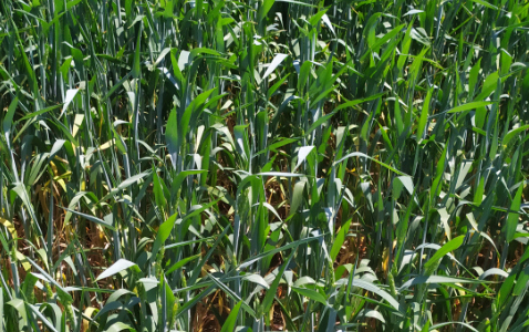 Zdjęcie pszenicy ozimej ESSA z Top Farms na polu demonstracyjnym w Sielinku 17.05.2024
