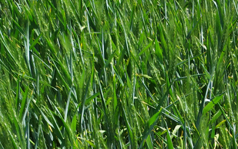 Zdjęcie pszenicy ozimej FENOMEN z Top Farms na polu demonstracyjnym w Sielinku 17.05.2024