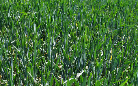 Zdjęcie pszenicy ozimej RGT CAYENNE z Top Farms na polu demonstracyjnym w Sielinku 17.05.2024