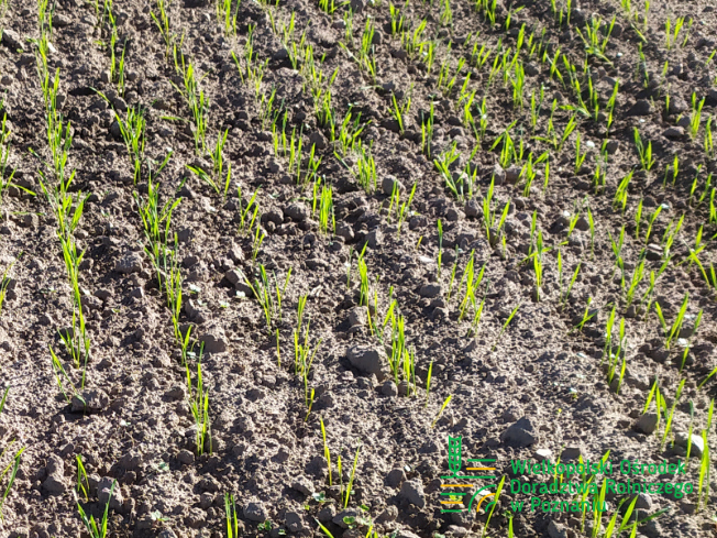 Zdjęcie 2. pszenicy ozimej RGT CAYENNE z Top Farms na polu demonstracyjnym w Sielinku 17.10.2023