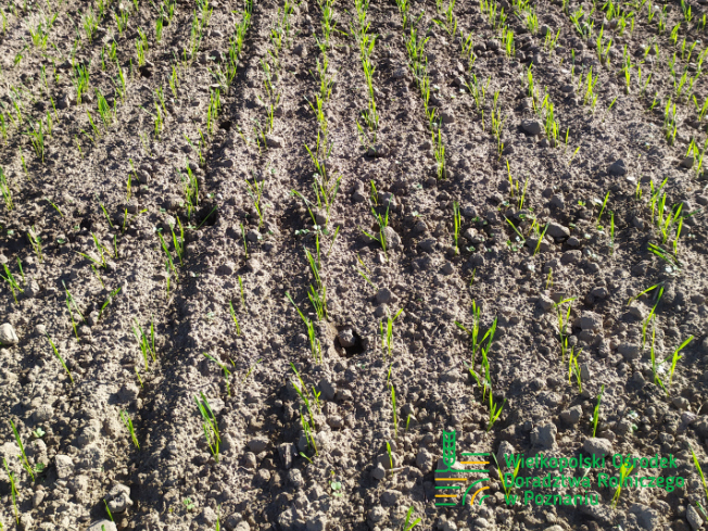 Zdjęcie 3. pszenicy ozimej RGT CAYENNE z Top Farms na polu demonstracyjnym w Sielinku 17.10.2023