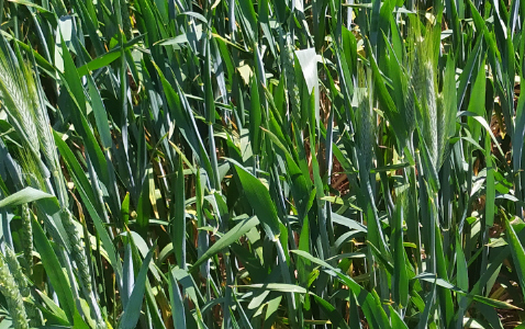 Zdjęcie pszenicy ozimej RGT METRONOM z Top Farms na polu demonstracyjnym w Sielinku 17.05.2024