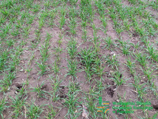 Zdjęcie 3. pszenicy ozimej RGT PROVISION z Top Farms na polu demonstracyjnym w Sielinku 02.03.2024