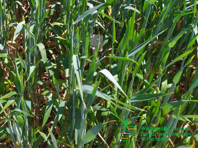 Zdjęcie 2. pszenicy ozimej RGT PROVISION z Top Farms na polu demonstracyjnym w Sielinku 17.05.2024