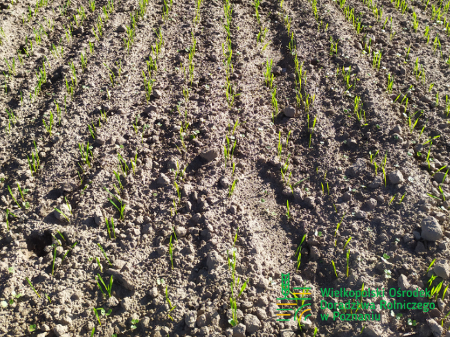 Zdjęcie 3. pszenicy ozimej RGT PROVISION z Top Farms na polu demonstracyjnym w Sielinku 17.10.2023