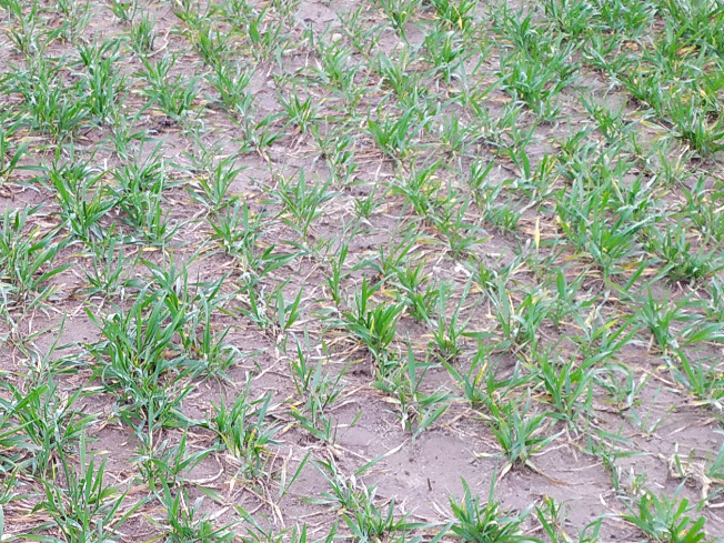 Zdjęcie 2. pszenżyta ozimego HEROICO z Top Farms na polu demonstracyjnym w Sielinku 02.03.2024
