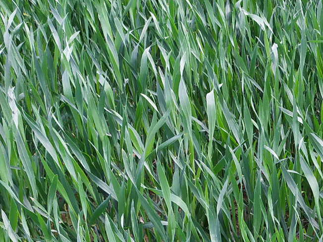 Zdjęcie 1. pszenżyta ozimego HEROICO z Top Farms na polu demonstracyjnym w Sielinku 10.04.2024