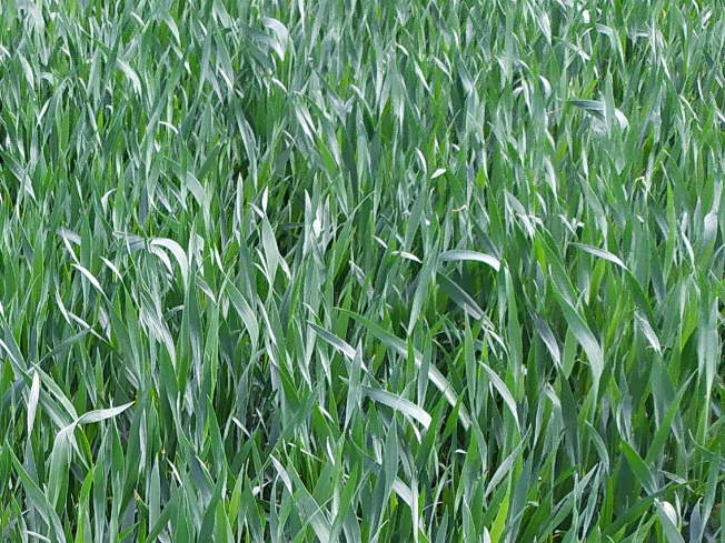 Zdjęcie 2. pszenżyta ozimego HEROICO z Top Farms na polu demonstracyjnym w Sielinku 10.04.2024