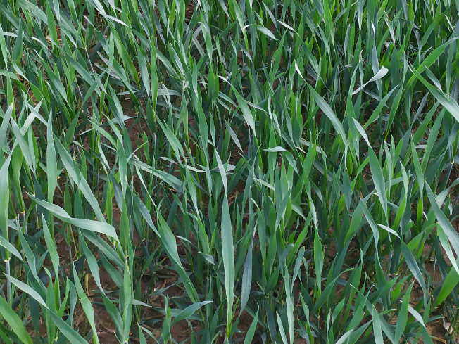 Zdjęcie 3. pszenżyta ozimego HEROICO z Top Farms na polu demonstracyjnym w Sielinku 10.04.2024