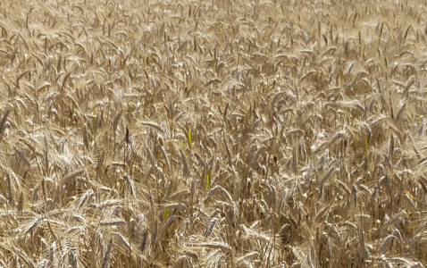 Zdjęcie pszenżyta ozimego HEROICO z Top Farms na polu demonstracyjnym w Sielinku 08.07.2024