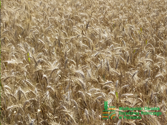 Zdjęcie 1. pszenżyta ozimego HEROICO z Top Farms na polu demonstracyjnym w Sielinku 08.07.2024