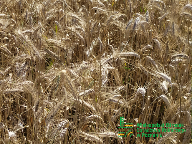 Zdjęcie 2. pszenżyta ozimego HEROICO z Top Farms na polu demonstracyjnym w Sielinku 08.07.2024