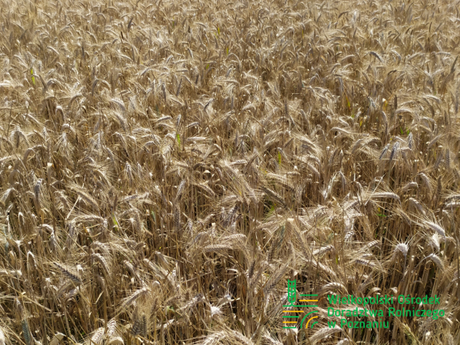 Zdjęcie 3. pszenżyta ozimego HEROICO z Top Farms na polu demonstracyjnym w Sielinku 08.07.2024