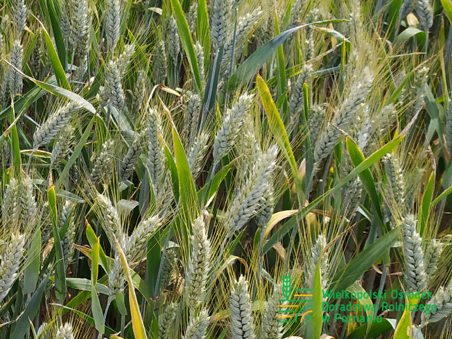 Zdjęcie 2. pszenżyta ozimego HEROICO z Top Farms na polu demonstracyjnym w Sielinku 10.06.2024