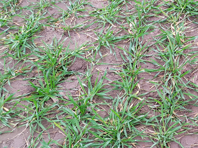 Zdjęcie 1. pszenżyta ozimego MONDEO z Top Farms na polu demonstracyjnym w Sielinku 02.03.2024