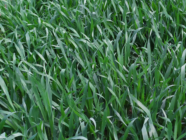 Zdjęcie 1. pszenżyta ozimego Mondeo z Top Farms na polu demonstracyjnym w Sielinku 10.04.2024