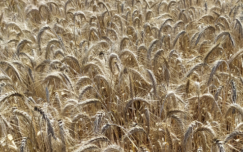 Zdjęcie pszenżyta ozimego MONDEO z Top Farms na polu demonstracyjnym w Sielinku 08.07.2024