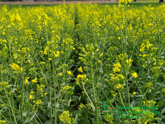 Zdjęcie 3. rzepaku ozimego ARTEMIS z AGROCHEST na polu demonstracyjnym w Sielinku 10.04.2024