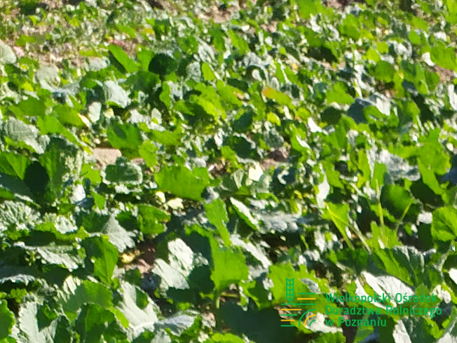 Zdjęcie 1. rzepaku ozimego ARTEMIS z AGROCHEST na polu demonstracyjnym w Sielinku 17.10.2023