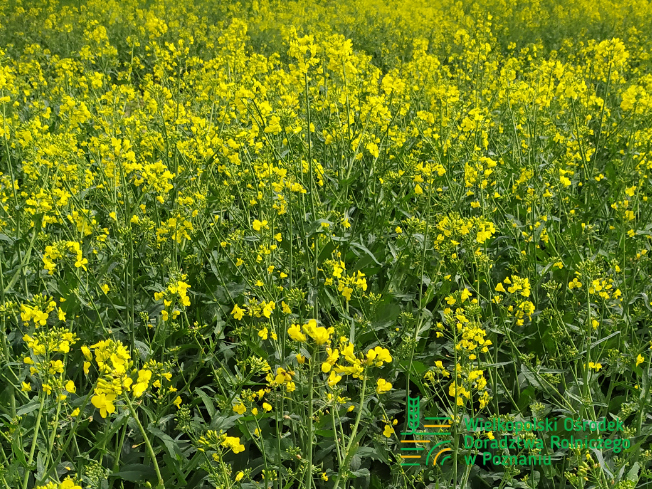 Zdjęcie 3. rzepaku ozimego OCELOT z AGROCHEST na polu demonstracyjnym w Sielinku 10.04.2024