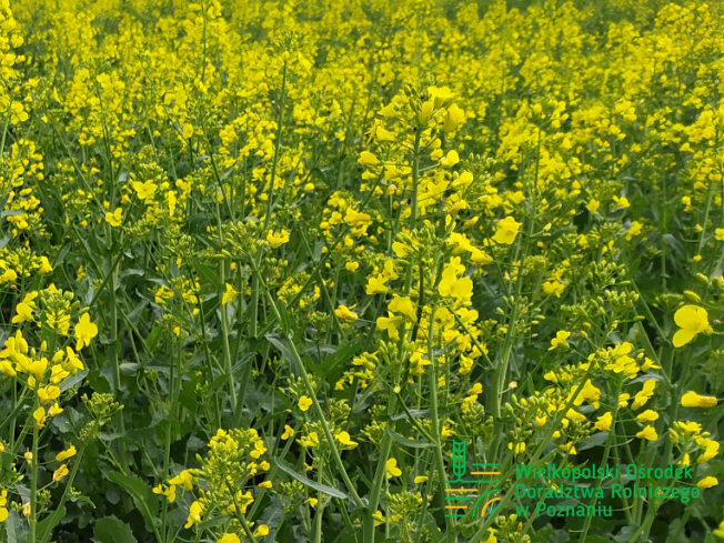 Zdjęcie 2. rzepaku ozimego DK EXAURA z DEKALB na polu demonstracyjnym w Sielinku 10.04.2024