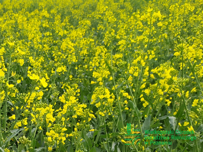 Zdjęcie 2. rzepaku ozimego DK EXCITED z DEKALB na polu demonstracyjnym w Sielinku 10.04.2024