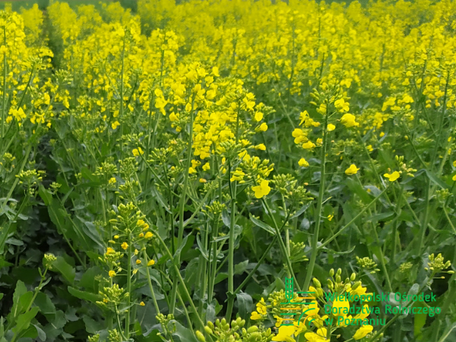 Zdjęcie 2. rzepaku ozimego JANOSH z FLORA na polu demonstracyjnym w Sielinku 10.04.2024