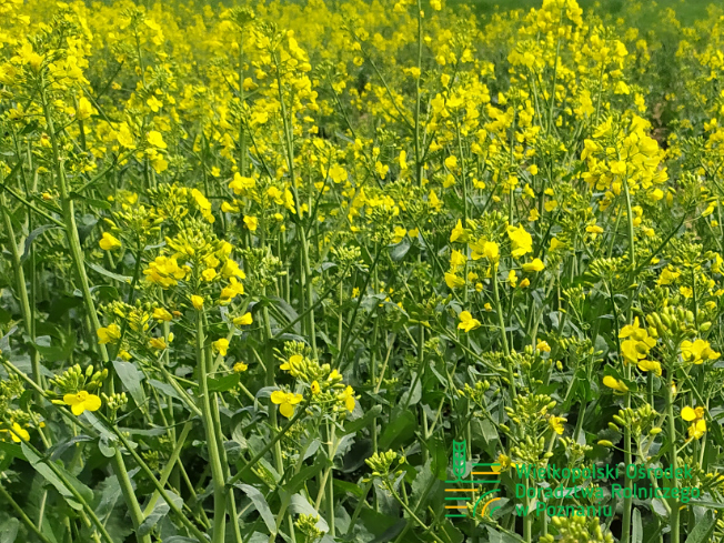 Zdjęcie 1. rzepaku ozimego SY CORNETTA z Syngenta na polu demonstracyjnym w Sielinku 10.04.2024