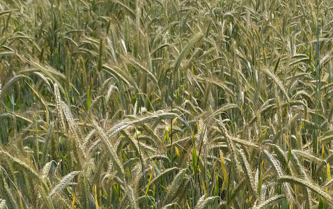 Zdjęcie Żyta ozimego SU ARVALUS F1 z AGROCHEST na polu demonstracyjnym w Sielinku 10.06.2024