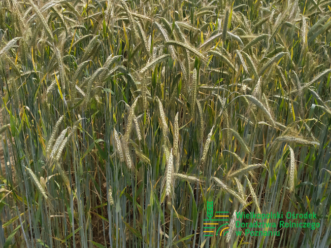 Zdjęcie 1. Żyta ozimego SU ARVALUS F1 z AGROCHEST na polu demonstracyjnym w Sielinku 10.06.2024