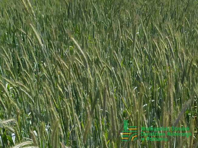 Zdjęcie 1. Żyta ozimego SU Arvalus F1 z AGROCHEST na polu demonstracyjnym w Sielinku 17.05.2024